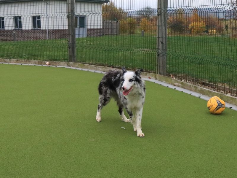 Border Collie for adoption in Evesham, Worcestershire – 3 years old