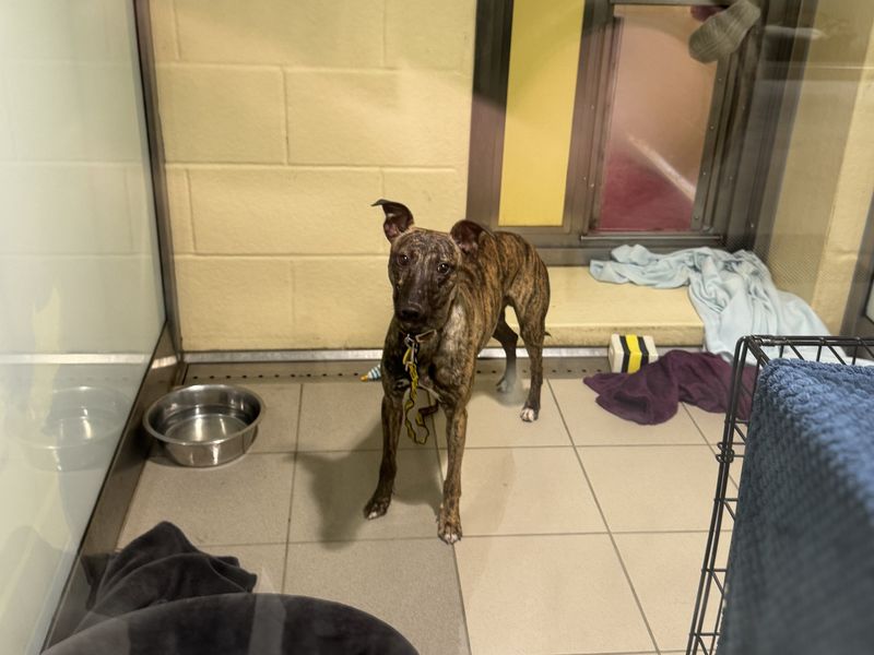 Noodle, a 2 years old male Unknown available for adoption from Dogs Trust in Basildon (Essex)