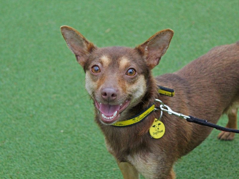 Jack Russell Terrier for adoption in Glasgow, Scotland – 1 year old