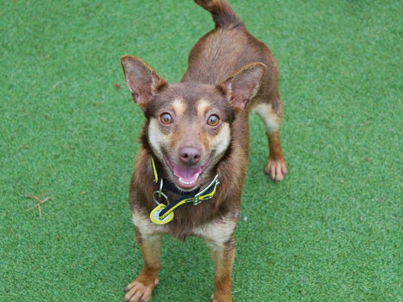 Jack Russell Terrier for adoption in Glasgow, City of Glasgow – 1 year old - Image 2 of 3