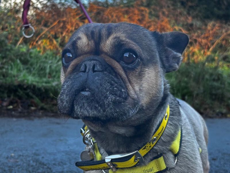 Coco, a 4 years old female French Bulldog available for adoption from Dogs Trust in Snetterton, Norfolk