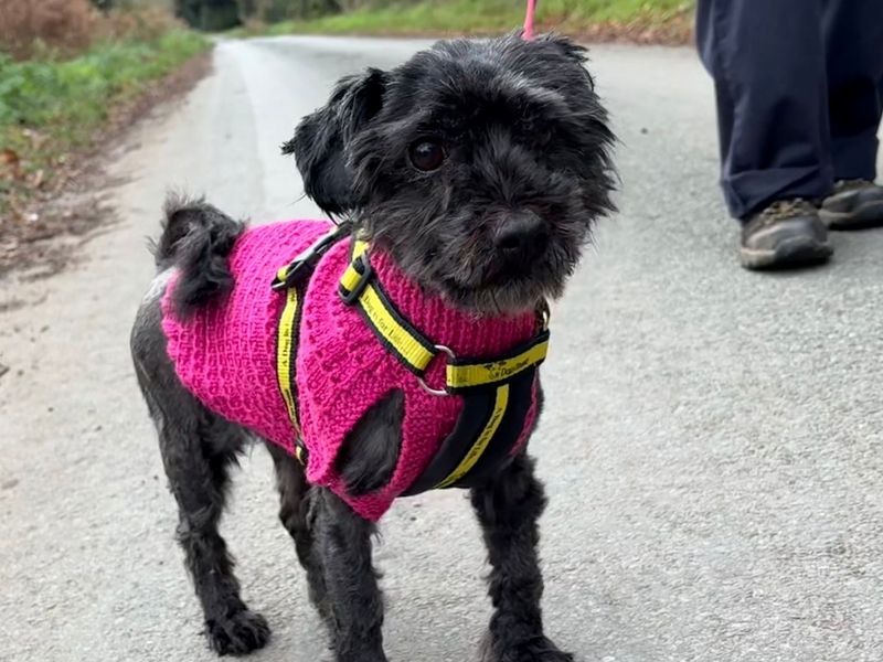 Toots | Pomeranian Cross | Snetterton (Norfolk) - 1