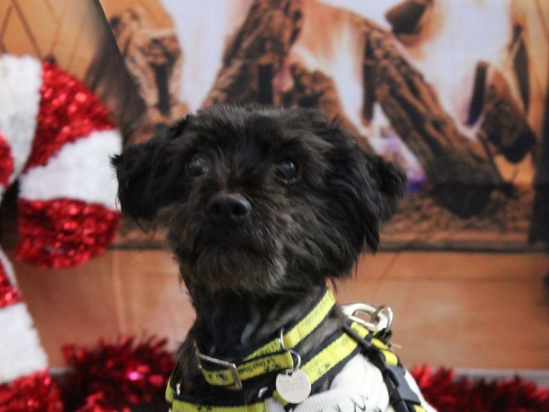 Poodle for adoption in Snetterton, Norfolk – 9 years old - Image 2 of 2