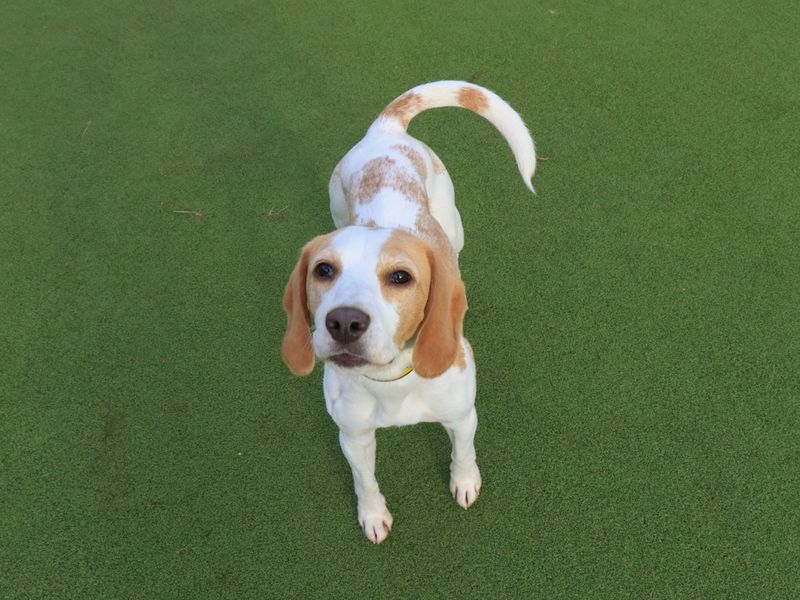 Beagle for adoption in Evesham, Worcestershire – 4 years old