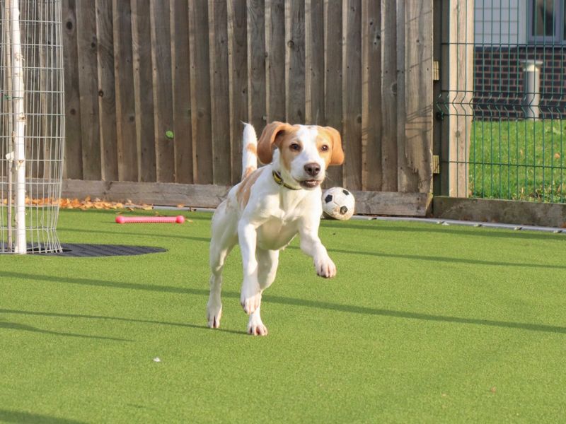 Beagle for adoption in Evesham, Worcestershire – 4 years old - Image 2 of 5