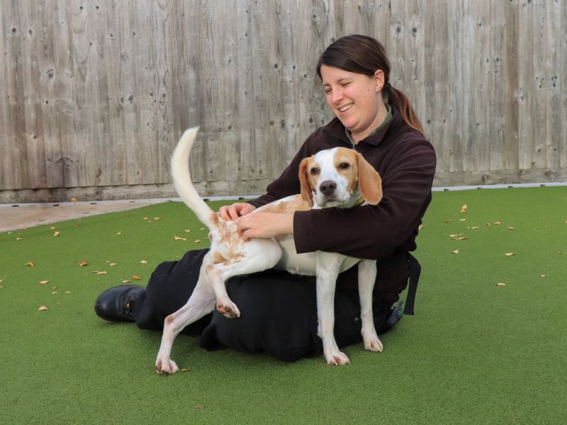 Beagle for adoption in Evesham, Worcestershire – 4 years old - Image 5 of 5