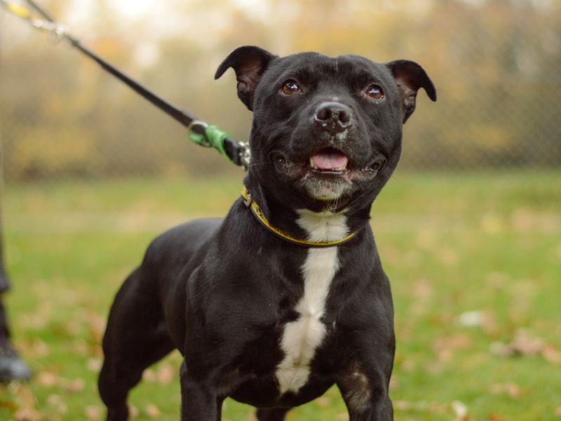 Ghost | Terrier (Staffordshire Bull) | Kenilworth (West Midlands) - 1