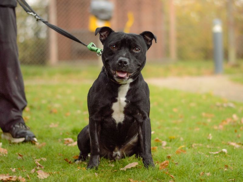 Staffordshire Bull Terrier for adoption in Kenilworth, Warwickshire – 4 years old - Image 3 of 5