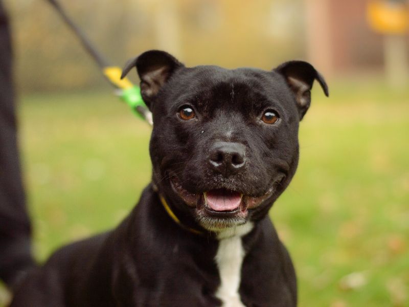 Staffordshire Bull Terrier for adoption in Kenilworth, Warwickshire – 4 years old - Image 2 of 5