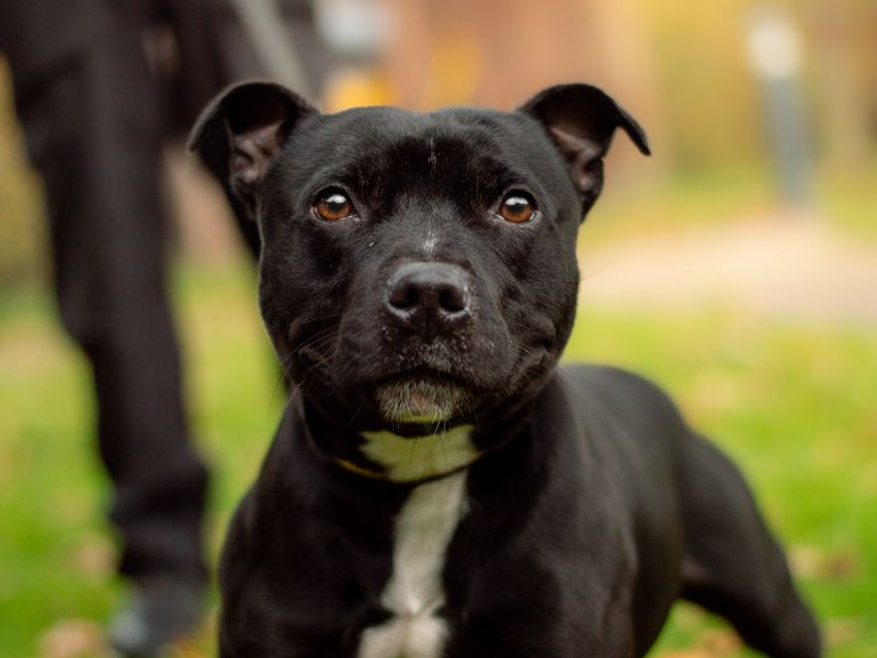 Staffordshire Bull Terrier for adoption in Kenilworth, Warwickshire – 4 years old - Image 4 of 5