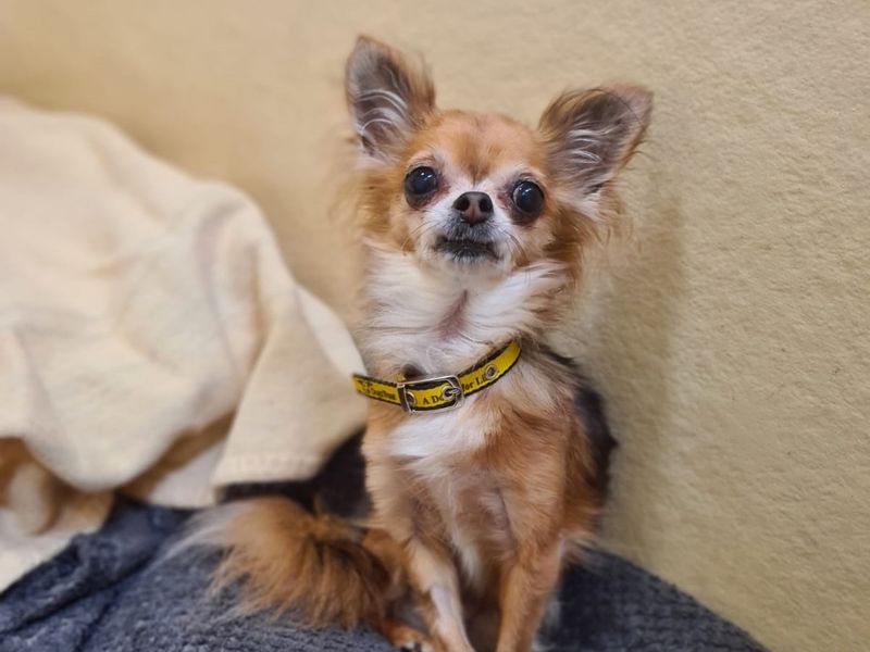 Bambi, a 8 years old female Chihuahua available for adoption from Dogs Trust in Kenilworth, Warwickshire