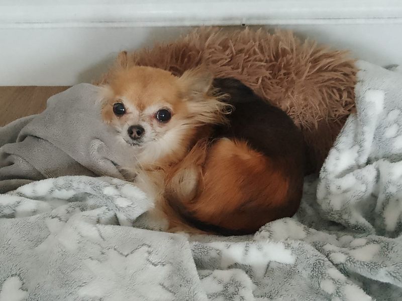 Bambi | Chihuahua (Long Coat) | Kenilworth (West Midlands) - 1