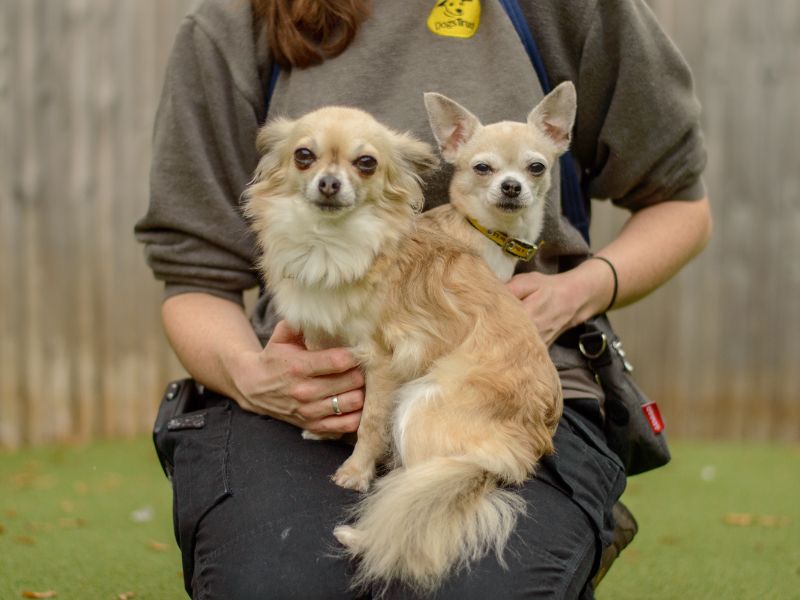 Chihuahua for adoption in Kenilworth, Warks – 8 years old