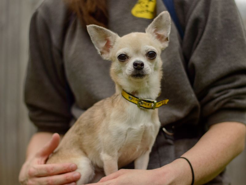 Chihuahua for adoption in Kenilworth, Warwickshire – 8 years old - Image 3 of 3