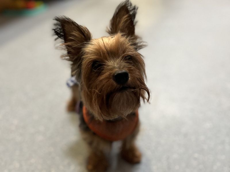 Yorkshire Terrier for adoption in Telford, Shropshire – 5 years old