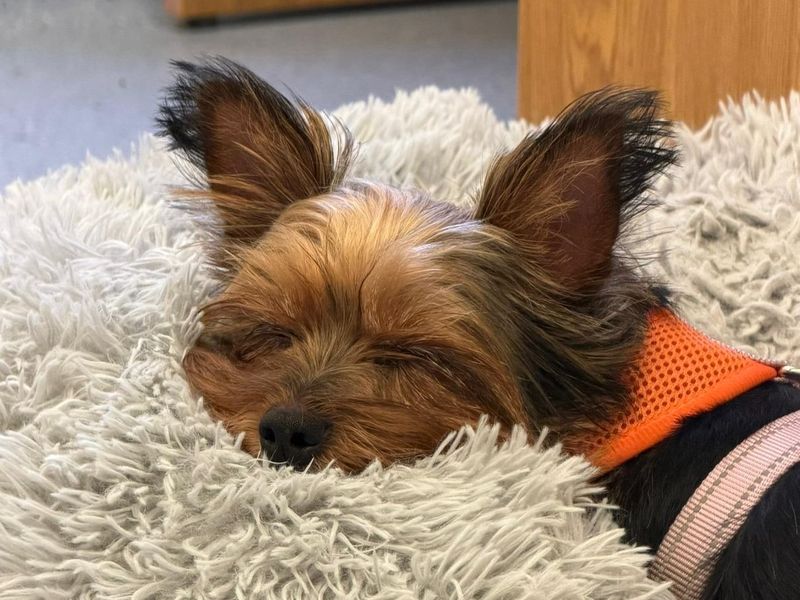 Yorkshire Terrier for adoption in Telford, Shropshire – 6 years old - Image 2 of 3
