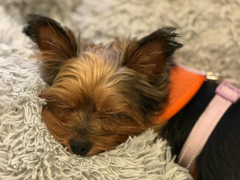 Yorkshire Terrier for adoption in Telford, Shropshire – 6 years old - Image 3 of 3