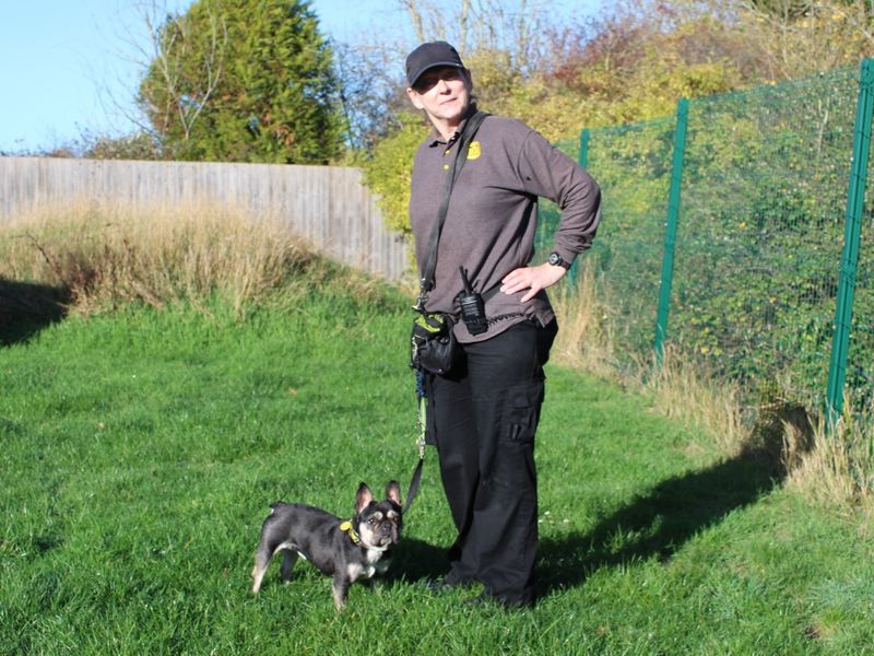 French Bulldog for adoption in Evesham, Worcestershire – 3 years old