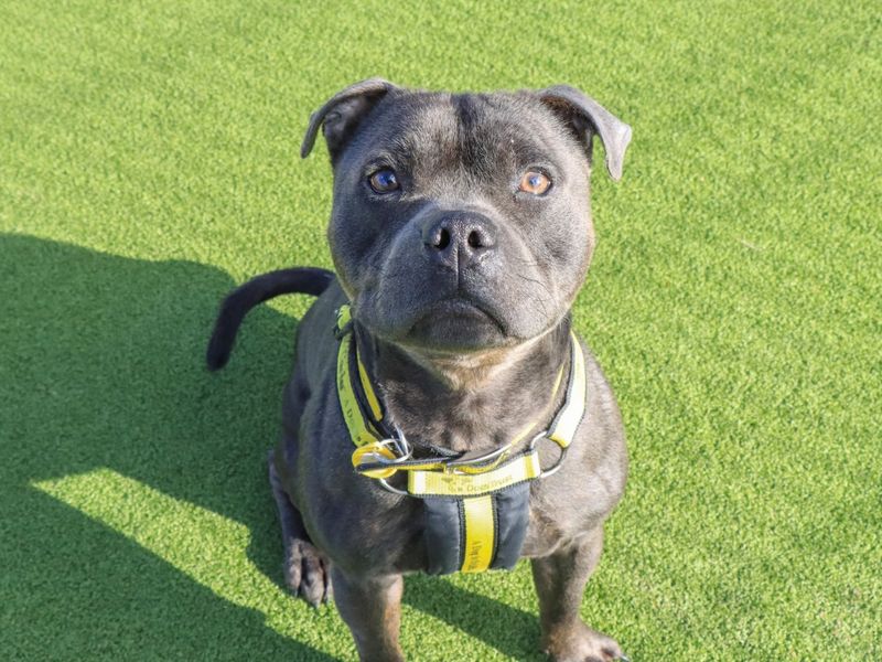 Staffordshire Bull Terrier Dogs And Puppies For Adoption