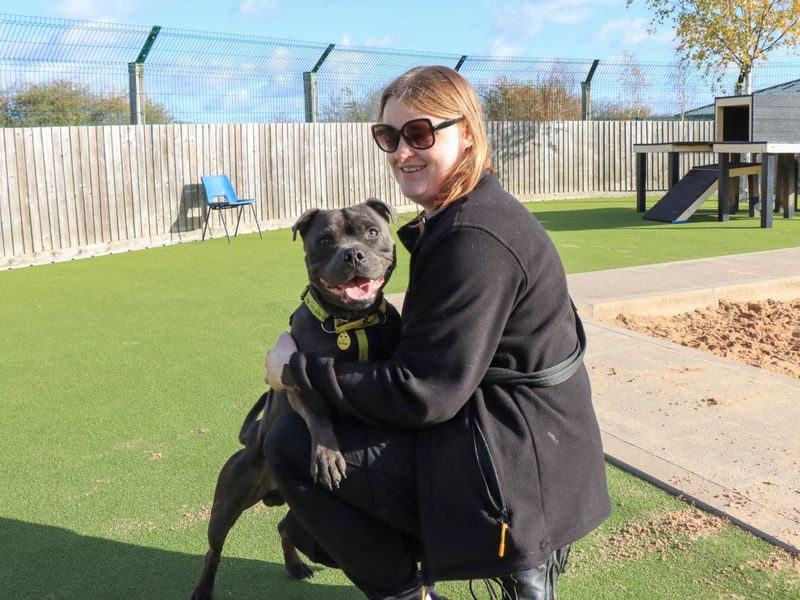 Staffordshire Bull Terrier for adoption in Evesham, Worcestershire – 1 year old - Image 3 of 4