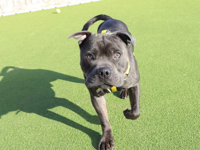 Staffordshire Bull Terrier for adoption in Evesham, Worcestershire – 1 year old - Image 2 of 4