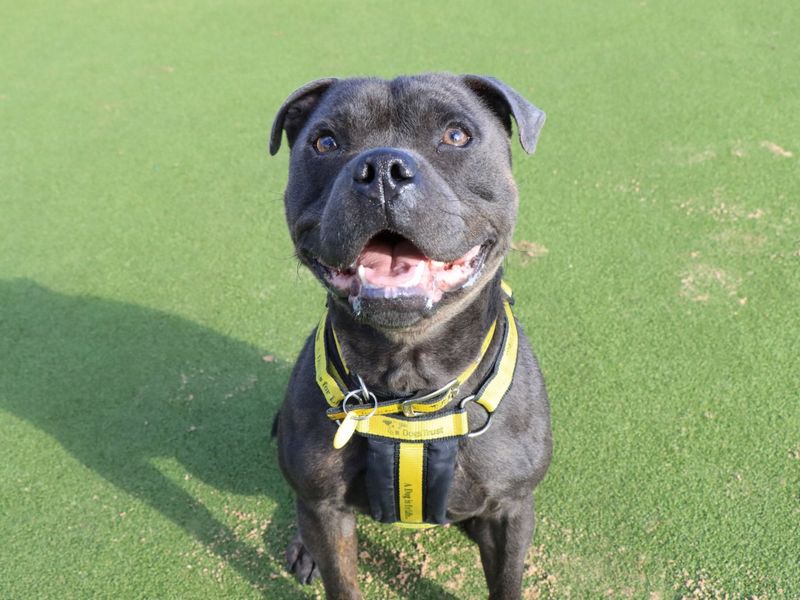 Staffordshire Bull Terrier for adoption in Evesham, Worcestershire – 1 year old - Image 4 of 4