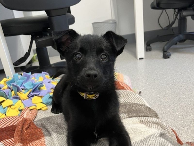 Border Collie for adoption in Ballymena, Co Antrim – 11 weeks old
