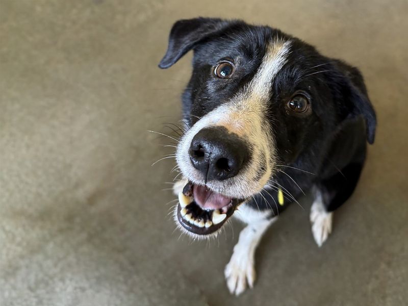 Border Collie for adoption in Wickford, Essex – 3 years old