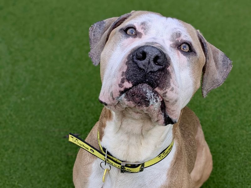 undefined | Great Dane Cross | undefined - 3