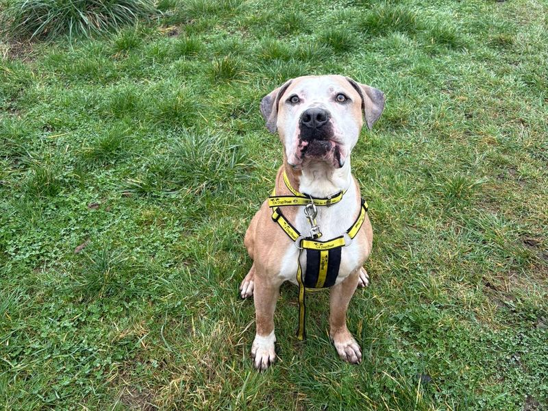 undefined | Great Dane Cross | undefined - 4