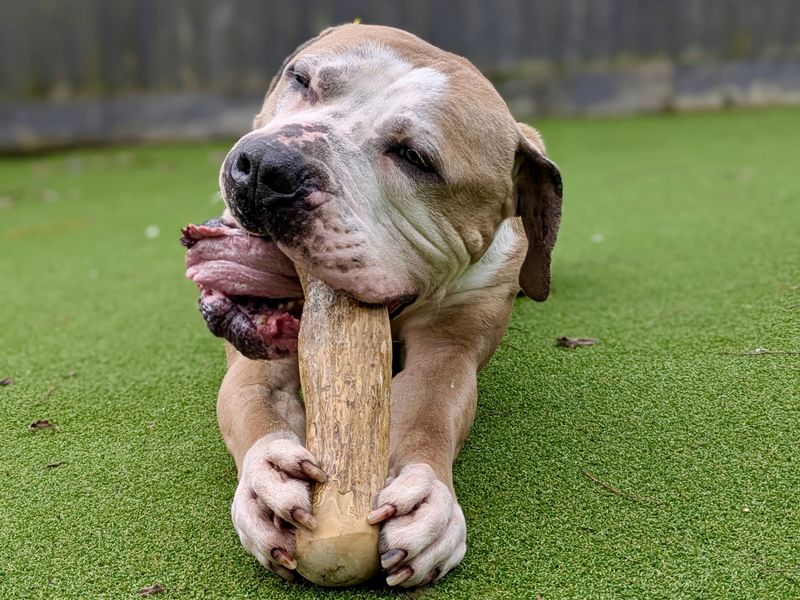 undefined | Great Dane Cross | undefined - 2