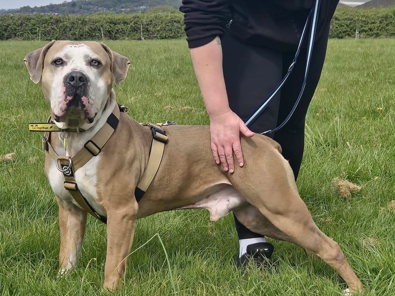 Hamish | Great Dane Cross | Shoreham (Sussex) - 5