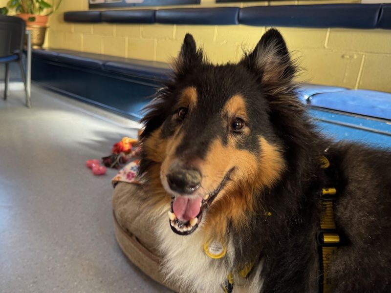 Jack | Shetland Sheepdog Cross | West Calder (Edinburgh) - 1