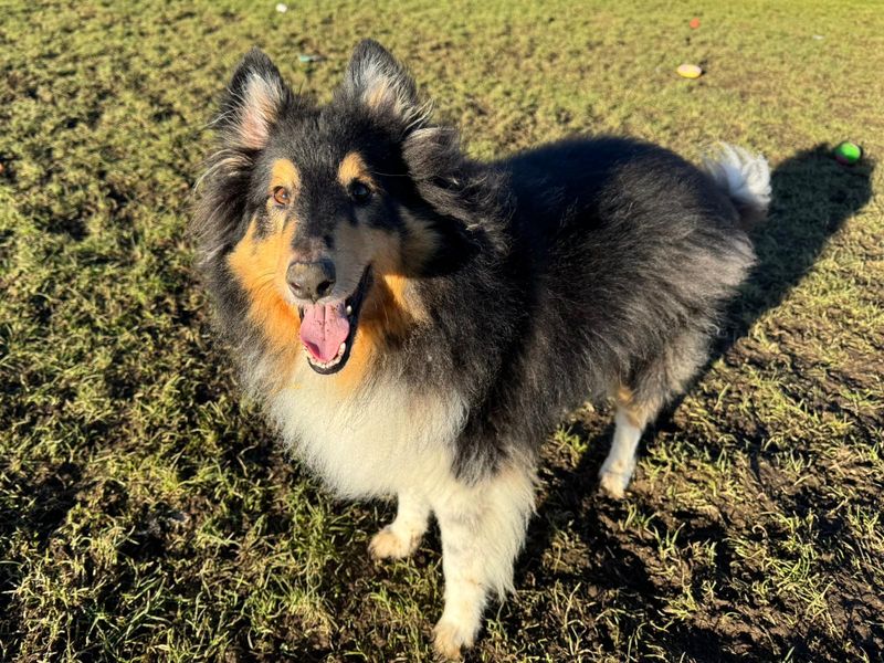Jack | Shetland Sheepdog Cross | West Calder (Edinburgh) - 1