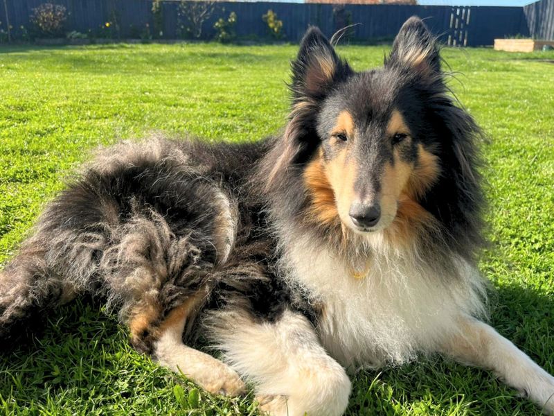 Jack | Shetland Sheepdog Cross | West Calder (Edinburgh) - 1