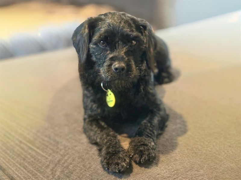 Patsy | Terrier (Patterdale) Cross | Basildon (Essex) - 1
