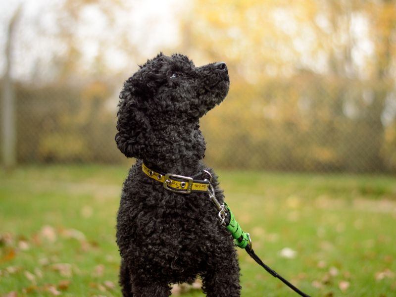 Ripley | Poodle (Miniature) | Kenilworth (West Midlands) - 1