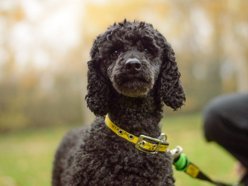 Poodle for adoption in Kenilworth, Warks – 6 years old - Image 3 of 4