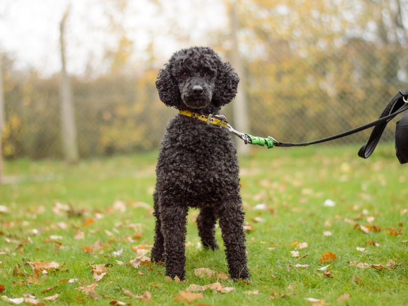 Poodle for adoption in Kenilworth, Warks – 6 years old - Image 2 of 4