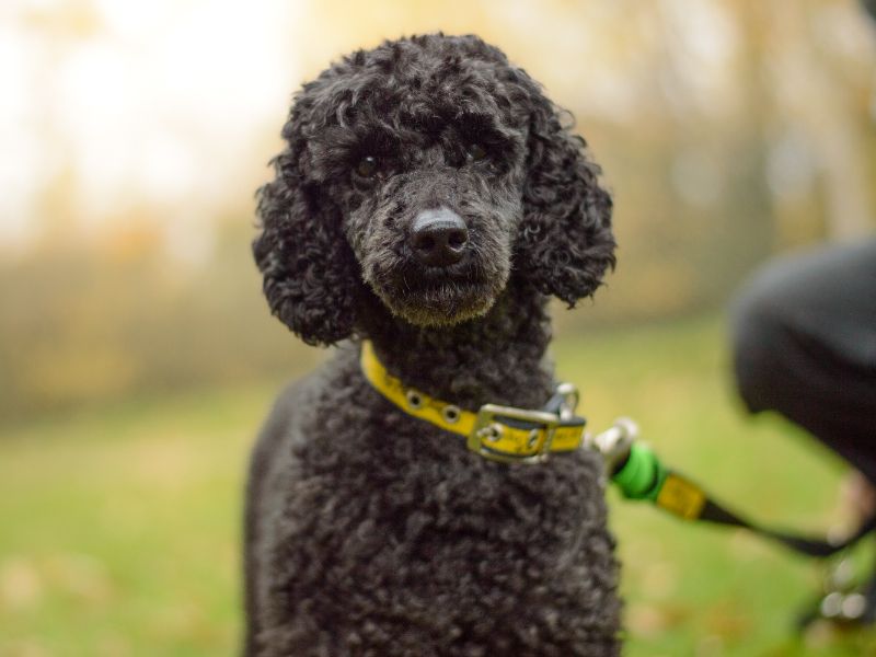 Poodle for adoption in Kenilworth, Warks – 6 years old - Image 4 of 4