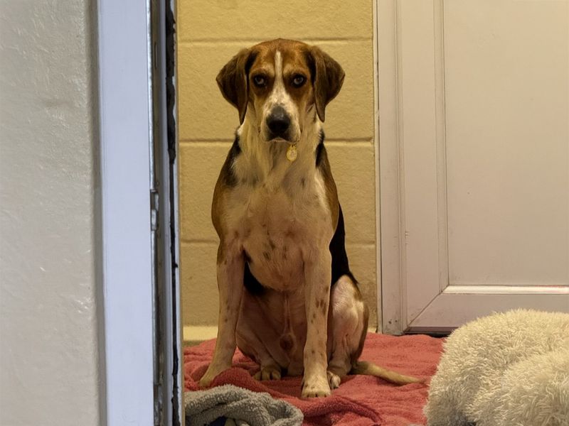 Silas, a 6 years old male Crossbreed available for adoption from Dogs Trust in Basildon, Essex