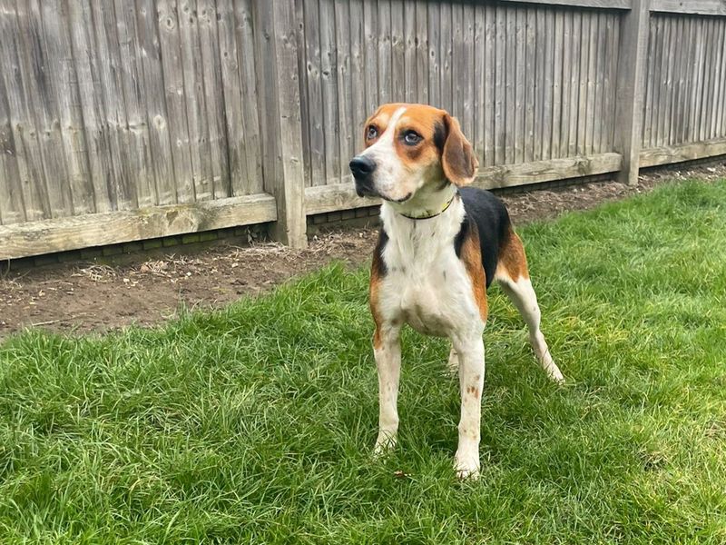 Silas, a 6 years old male Foxhound available for adoption from Dogs Trust in Essex