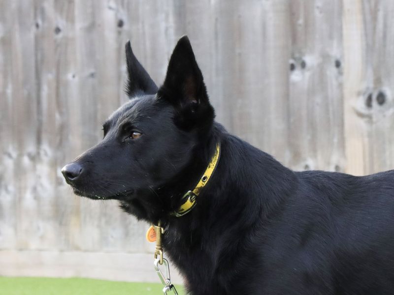 German Shepherd for adoption in Evesham, Worcestershire – 5 years old