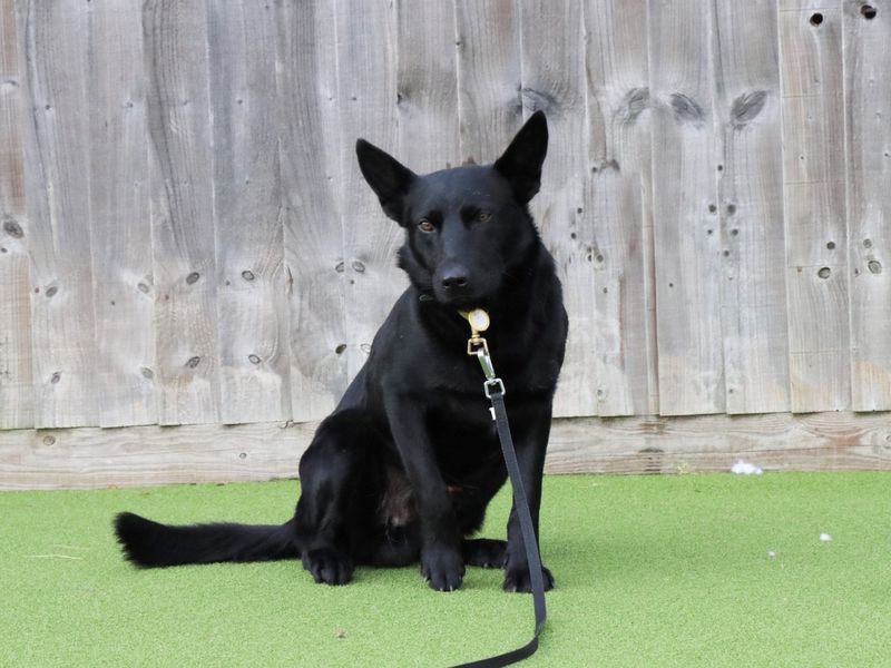 German Shepherd for adoption in Evesham, Worcestershire – 5 years old - Image 5 of 6