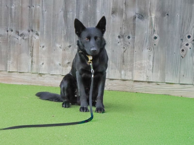 German Shepherd for adoption in Evesham, Worcestershire – 5 years old - Image 6 of 6