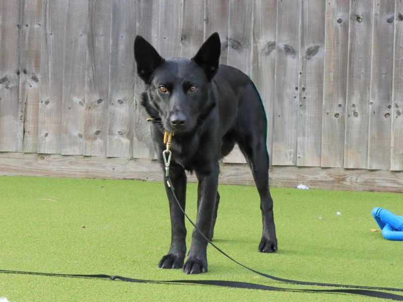 German Shepherd for adoption in Evesham, Worcestershire – 5 years old - Image 2 of 6