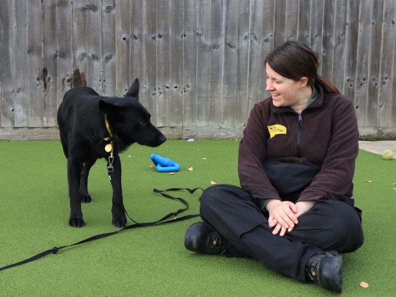 German Shepherd for adoption in Evesham, Worcestershire – 5 years old - Image 4 of 6