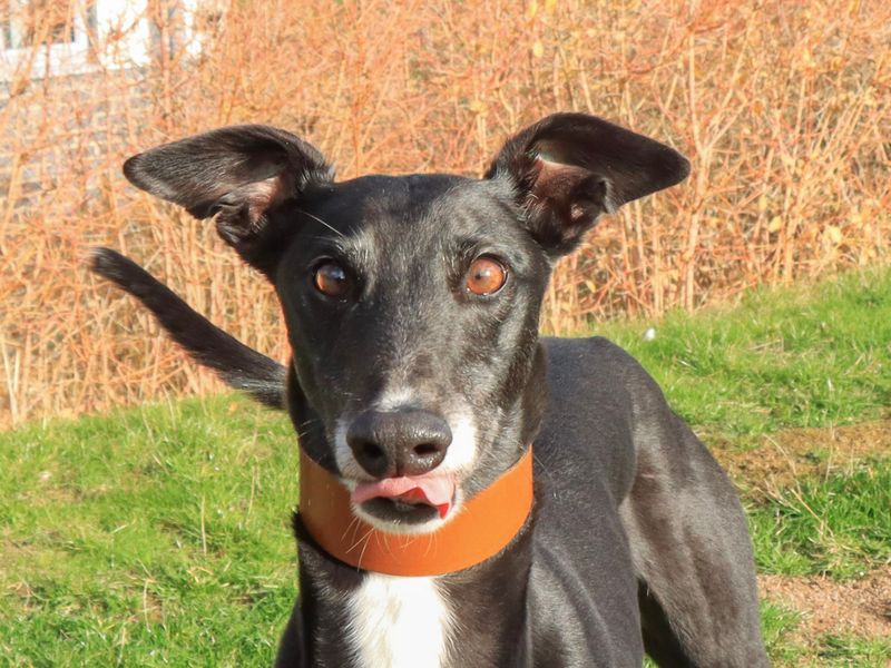Greyhound for adoption in Evesham, Worcestershire – 4 years old - Image 3 of 3