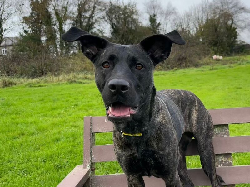 De De | Crossbreed | Bridgend (Wales) - 1