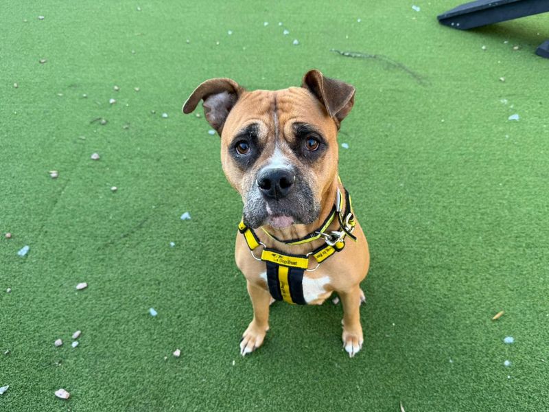 Boxer for adoption in Chestfield, Kent – 6 years old - Image 2 of 2